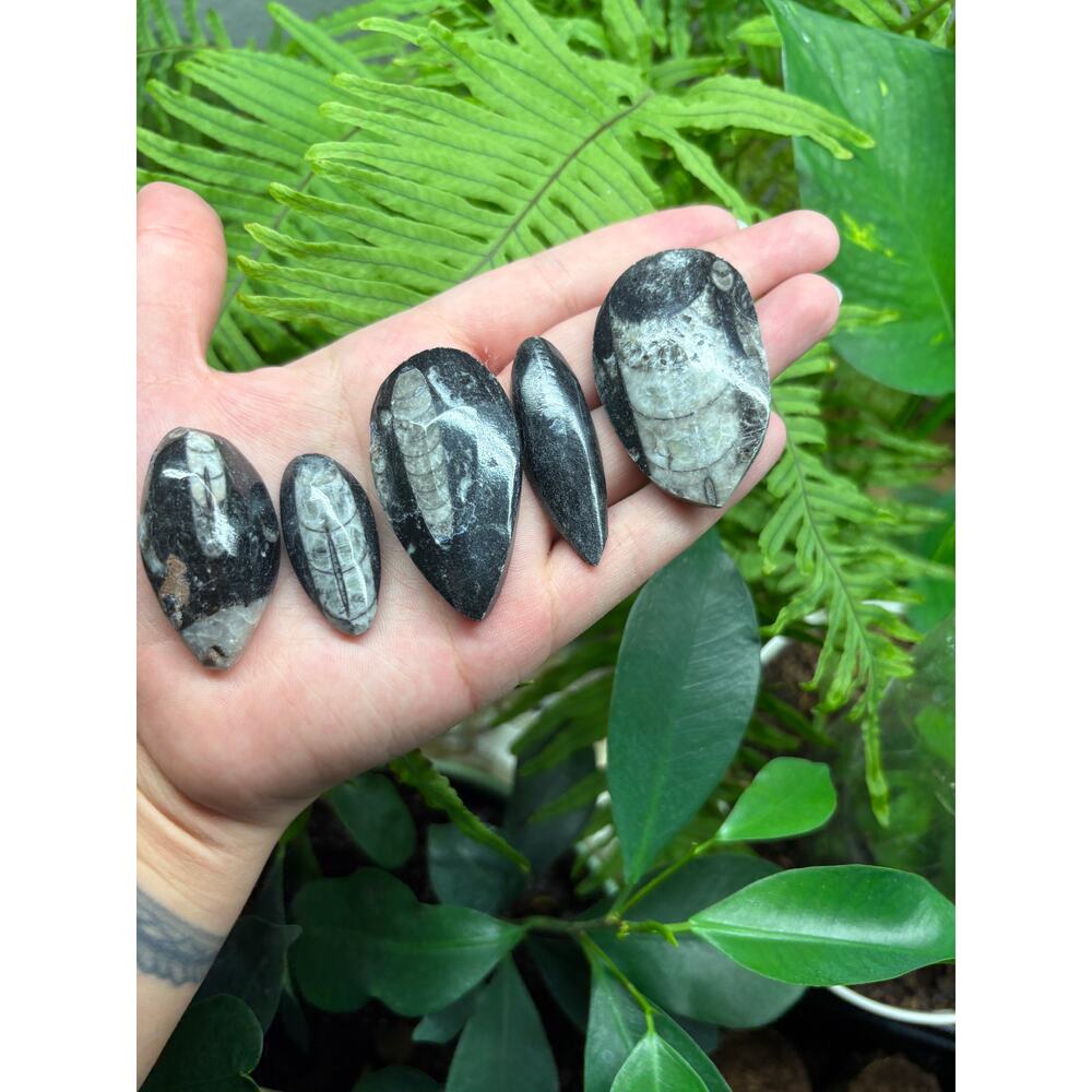 Polished Orthoceras Fossil – Teardrop Shape - Intuitively Chosen Fossil - Picture 4 of 10